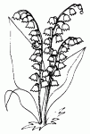 coloriages de muguet