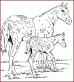 coloriage cheval 37