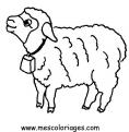 coloriage mouton 16