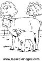 coloriage mouton 32