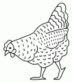 coloriage poule 02