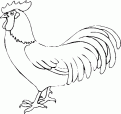 coloriage poule 12