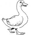 coloriage canard 04