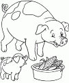 coloriage cochon 52