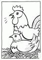 coloriage poule 19