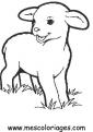 coloriage mouton 04