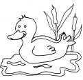 coloriage canard 06