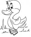 coloriage canard 05