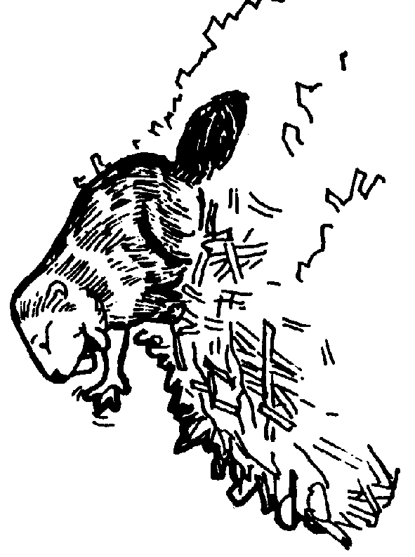 coloriage castor 04