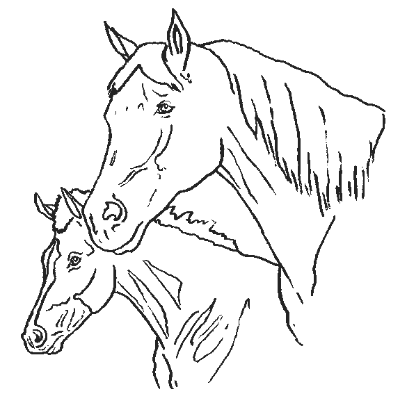 coloriage cheval 42