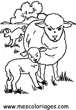 coloriage mouton 29