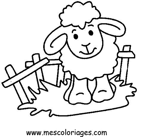 coloriage mouton 31