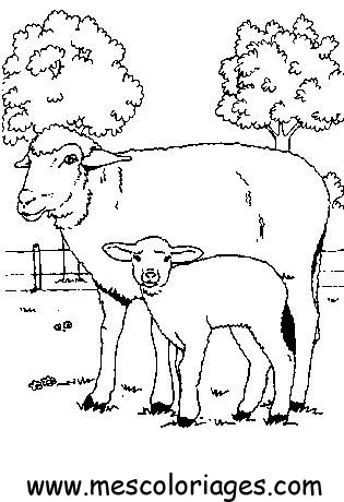 coloriage mouton 32