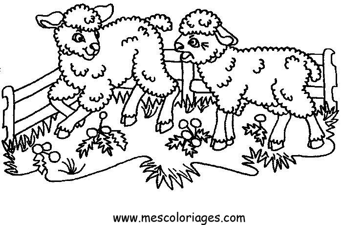 coloriage mouton 64
