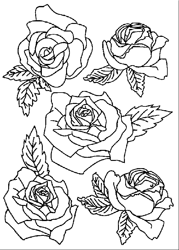 coloriage rose 12