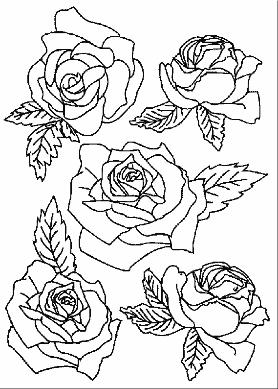 coloriage rose 15