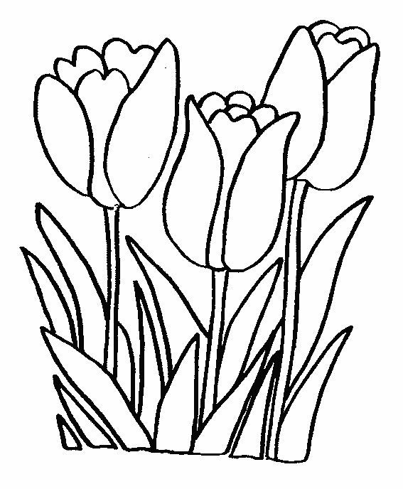 coloriage tulipe 26