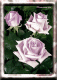 Roses Violettes