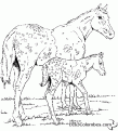 coloriage-chevaux-poulain-13