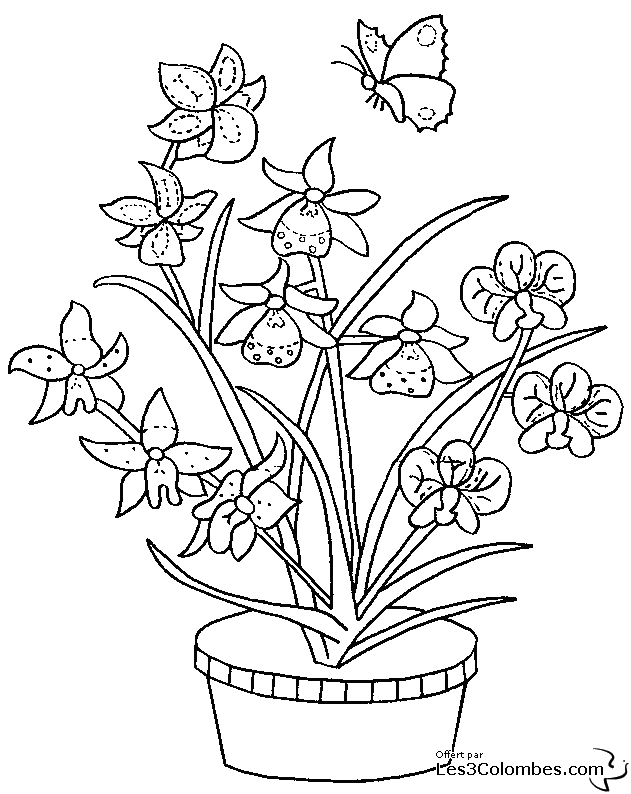 coloriage orchidee 08