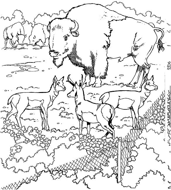 coloriage les animaux du zoo 01